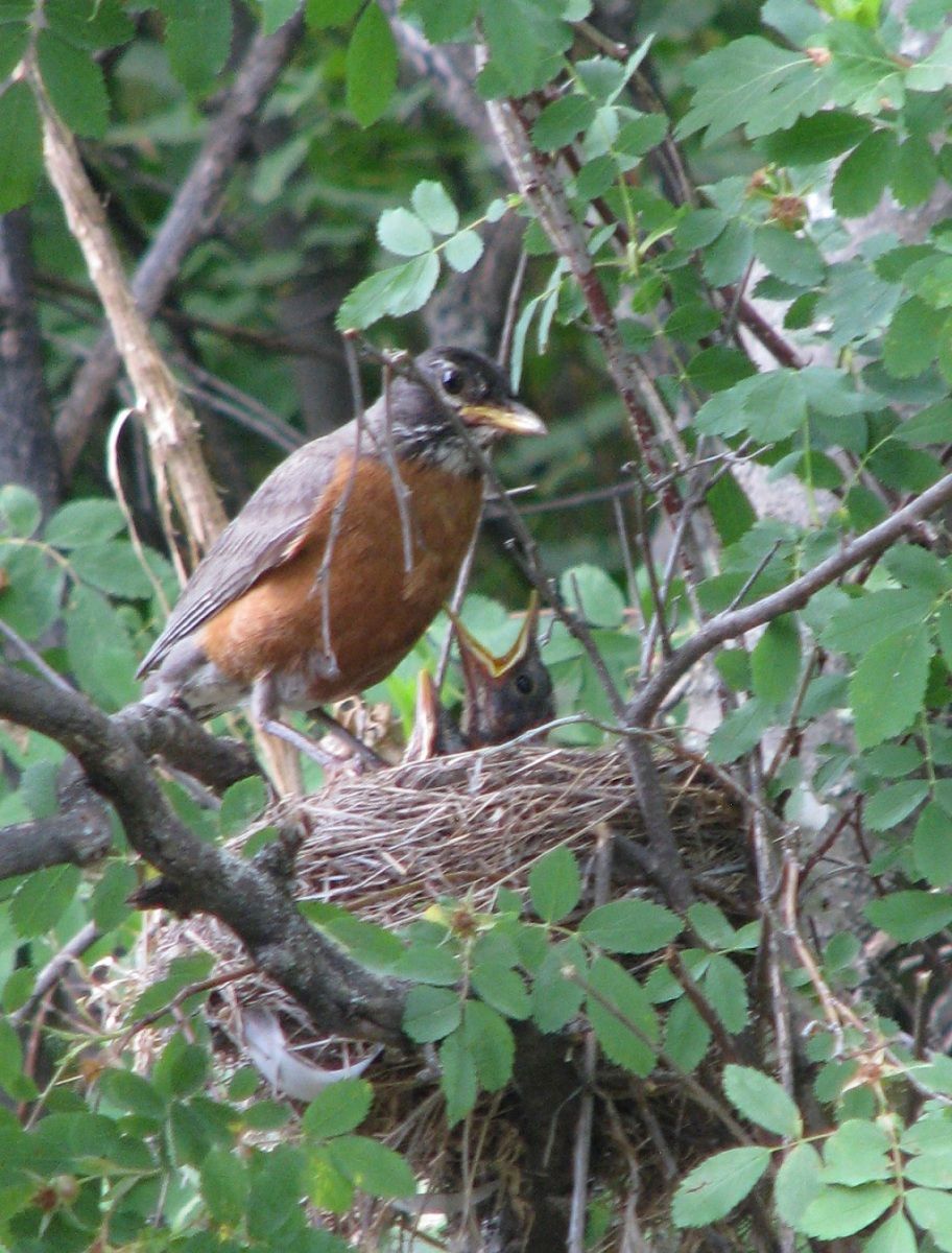 The Robin Nest