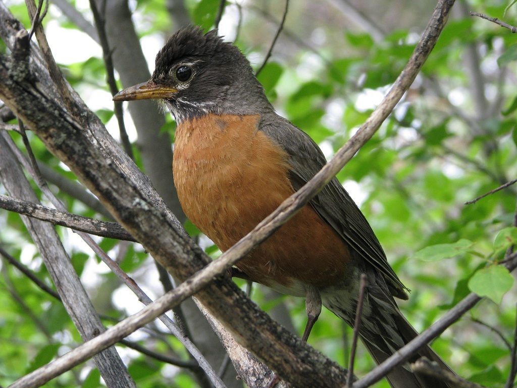 The Robin