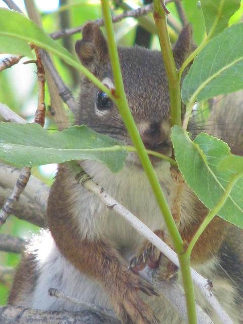 Squirrel