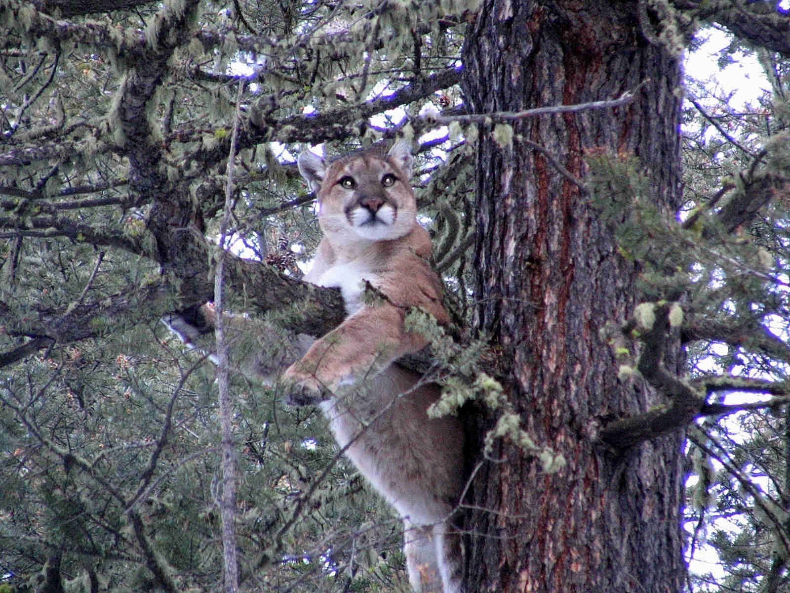 Mountain Lion