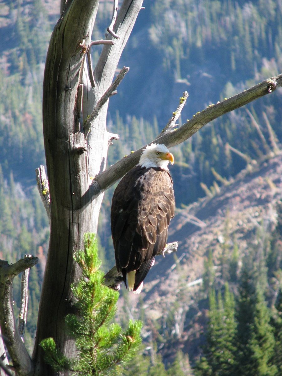 Bald Eagle