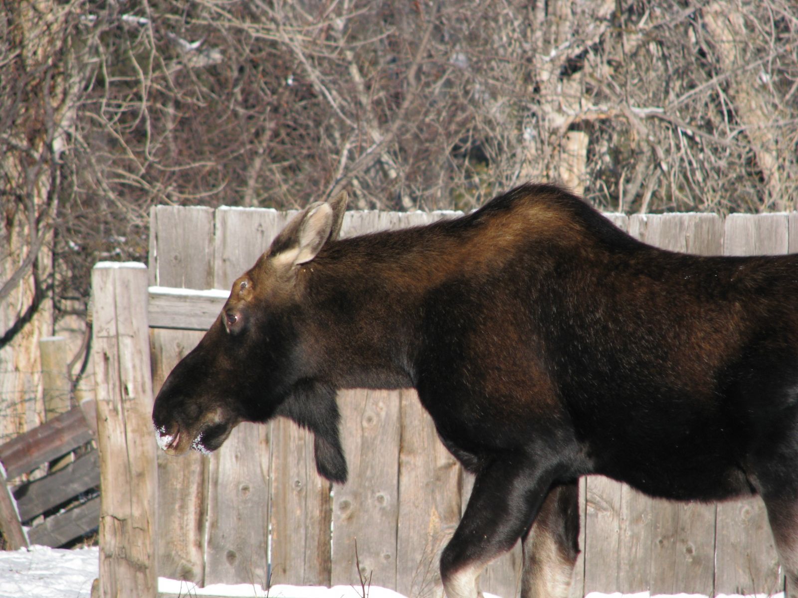 Moose