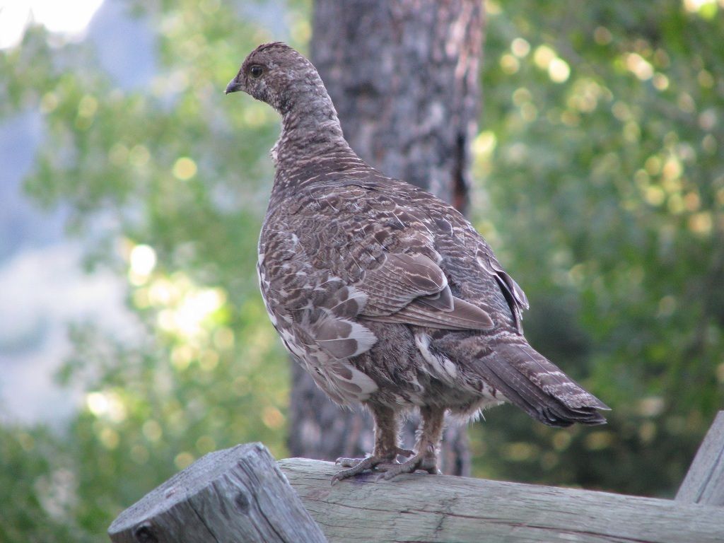 Grouse