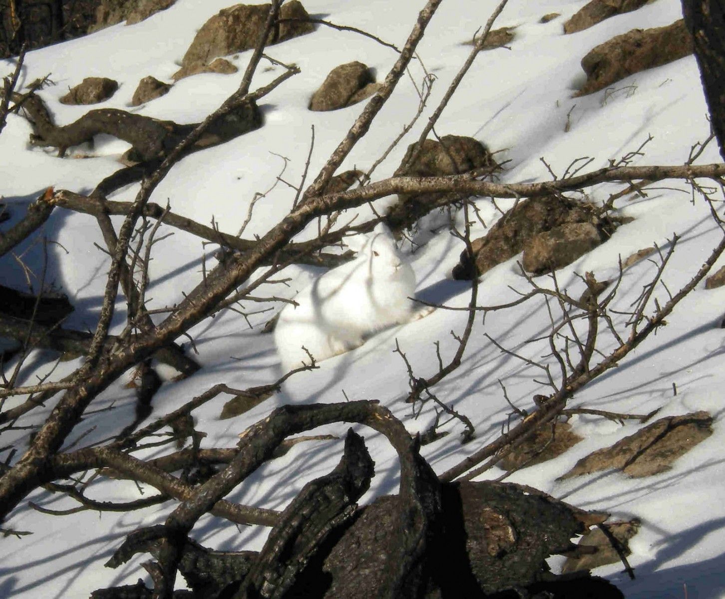 Camo Showshoe Hare
