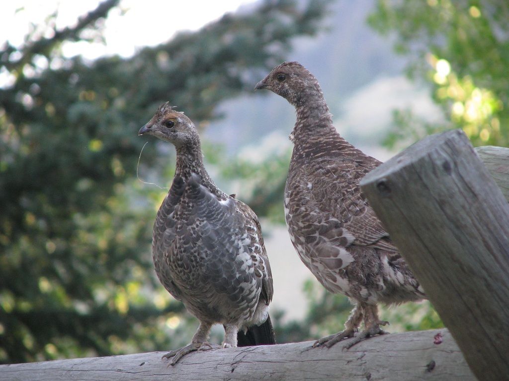 Grouse