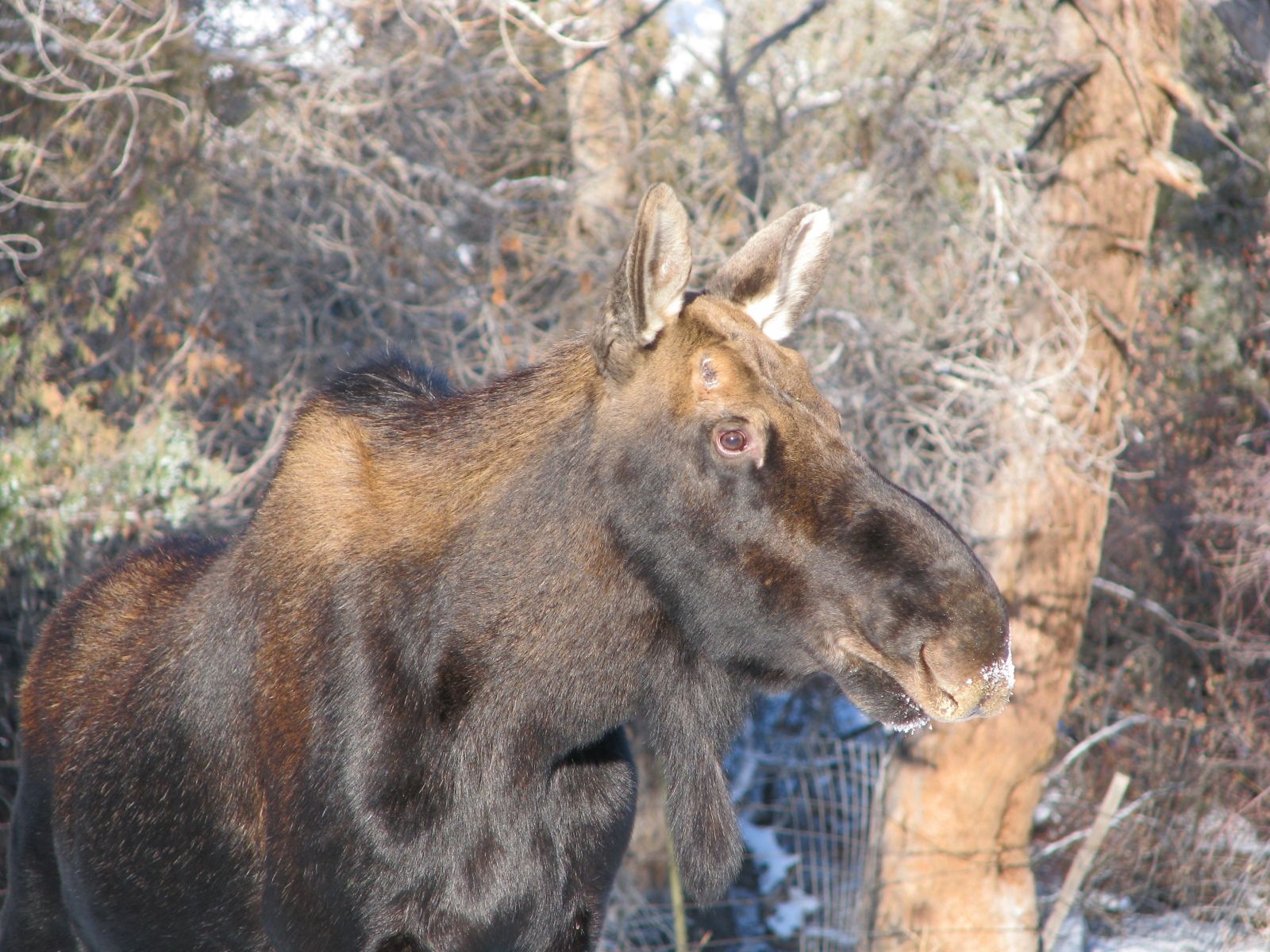 Moose