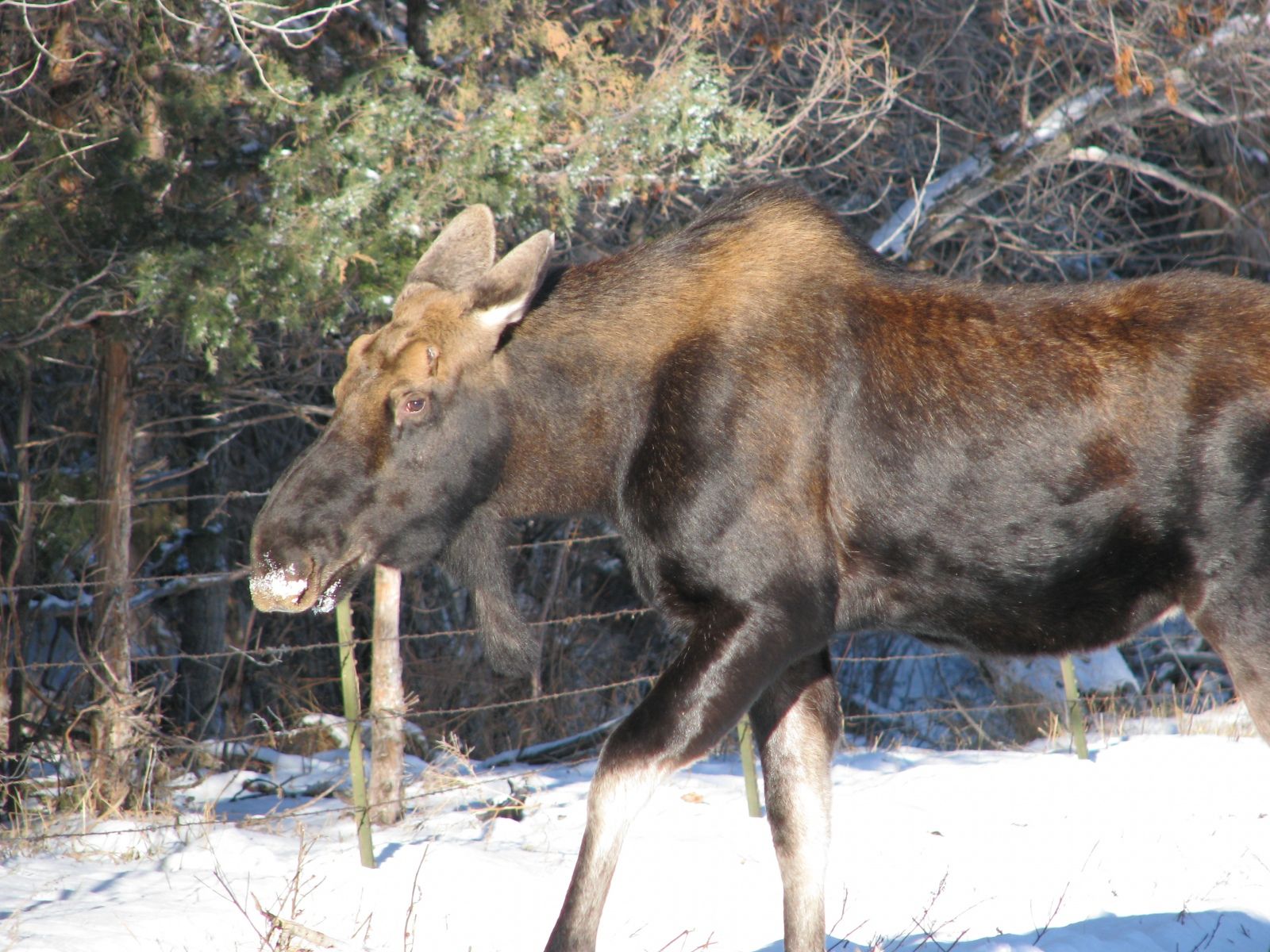 Moose