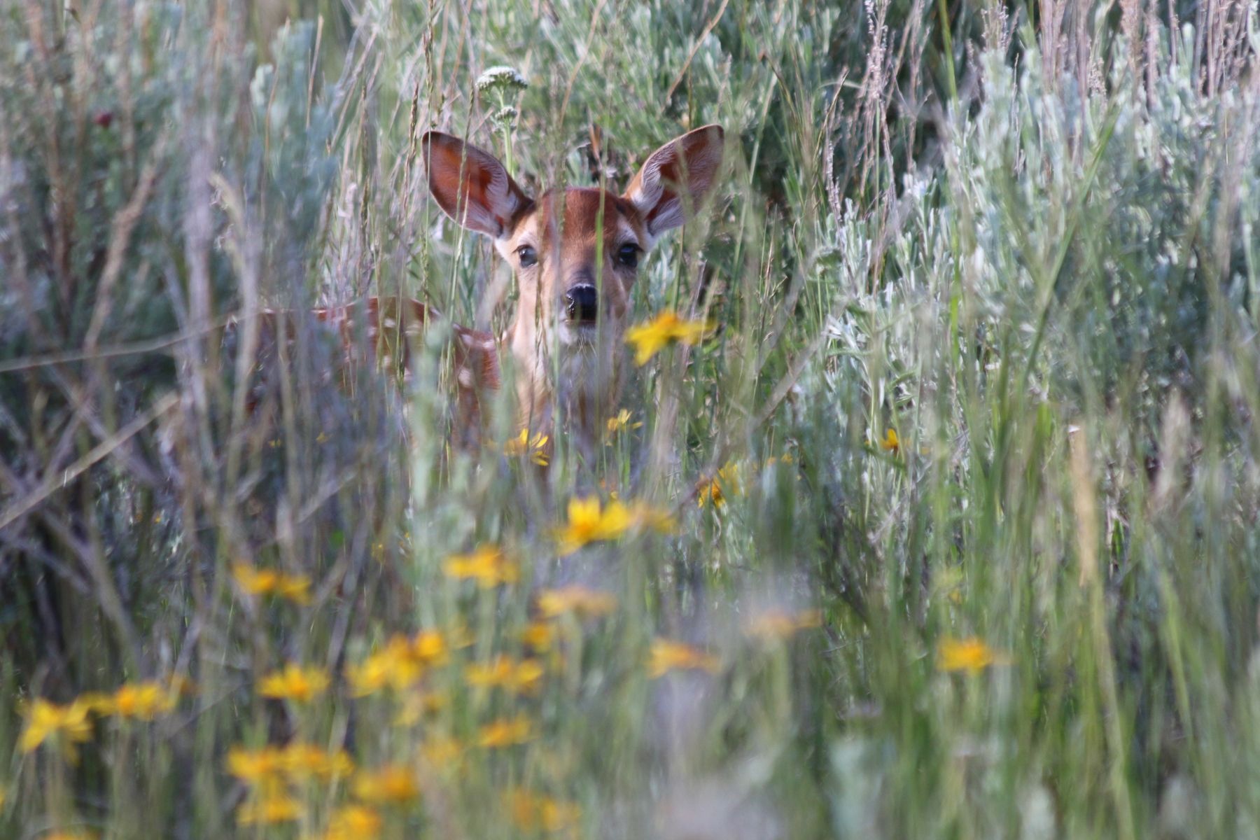 Lots of wildlife and wildflowers