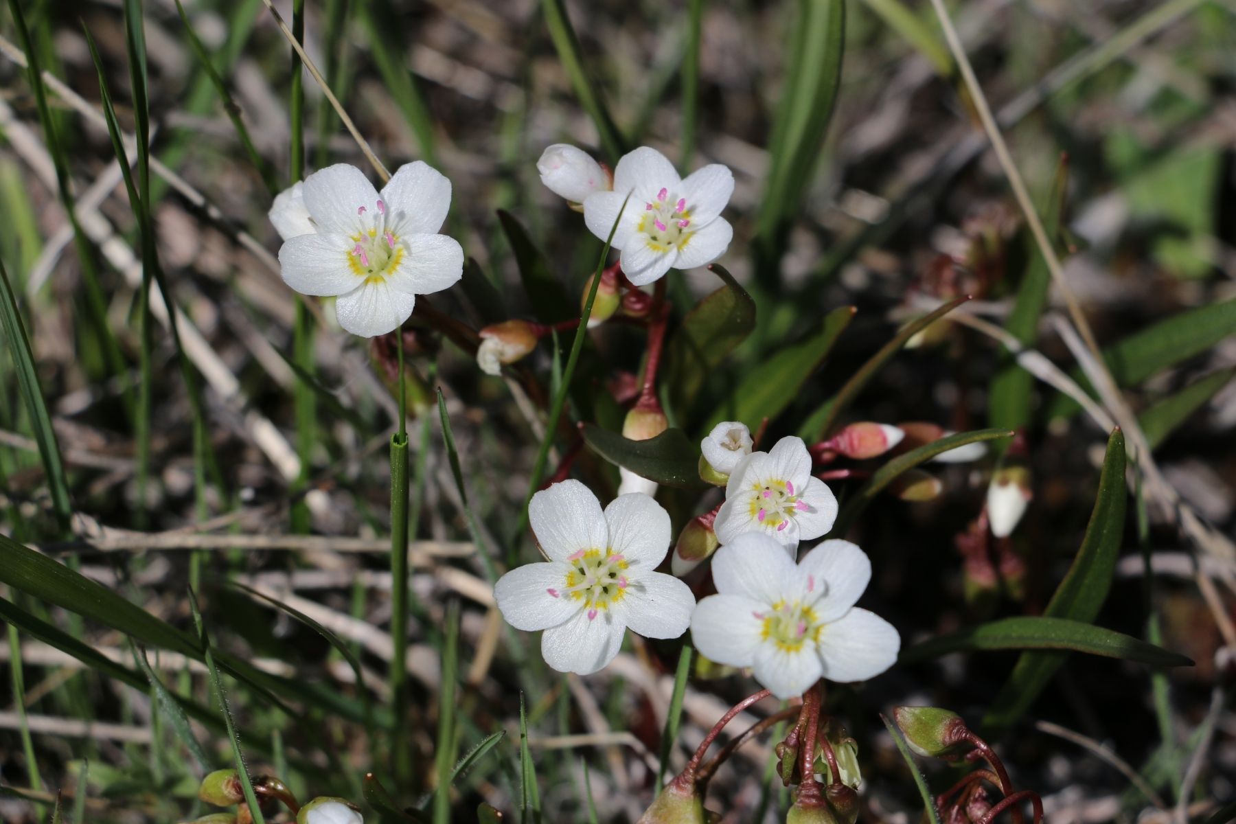 Spring Beauties
