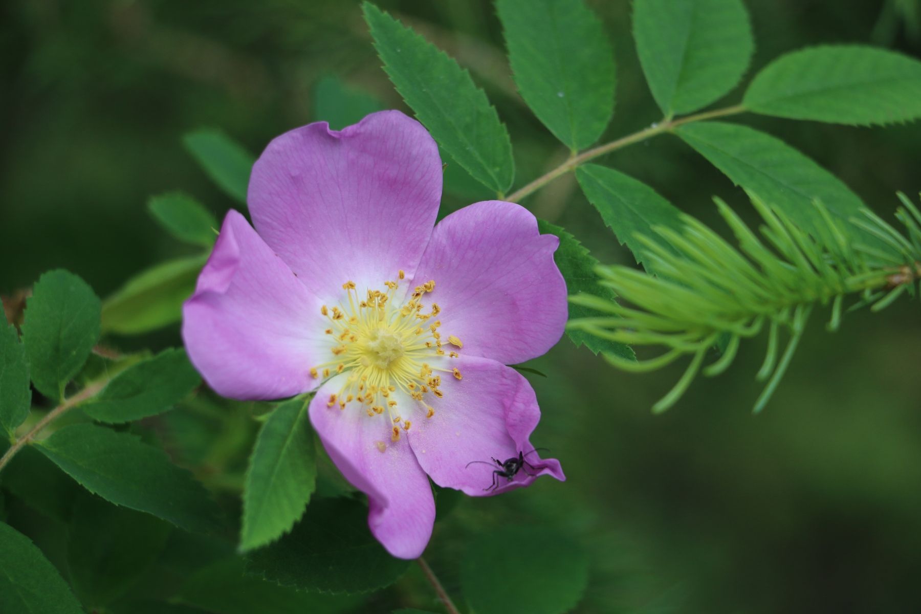 Wild Rose