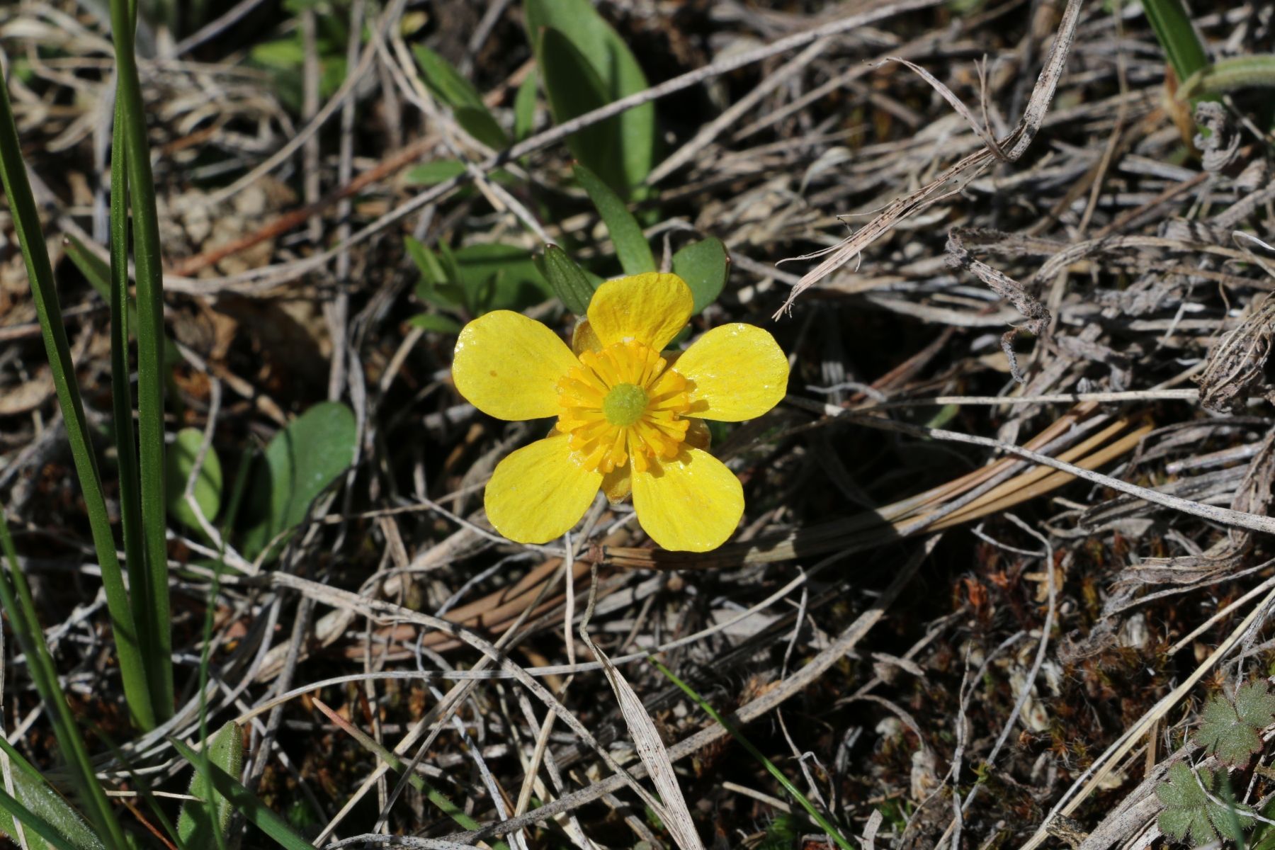 Buttercup