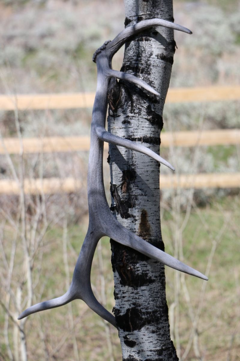 Tree rack