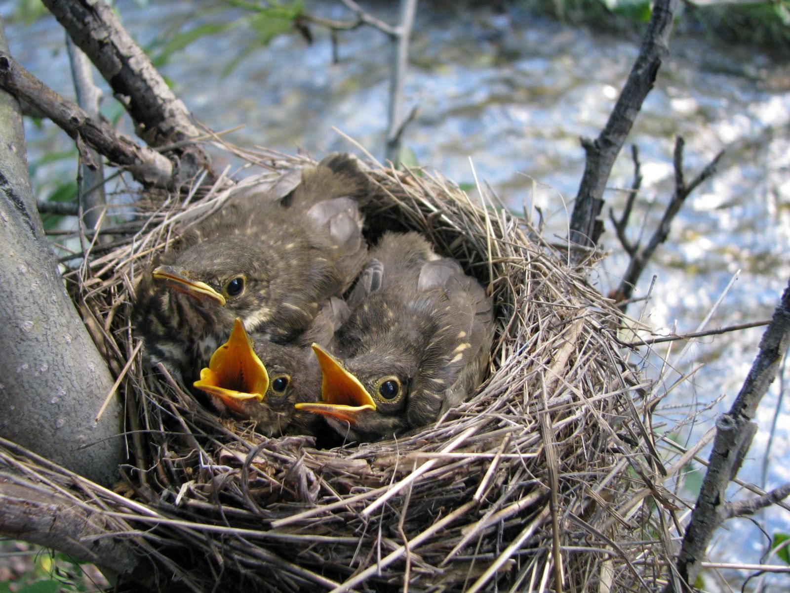 ...and her babies