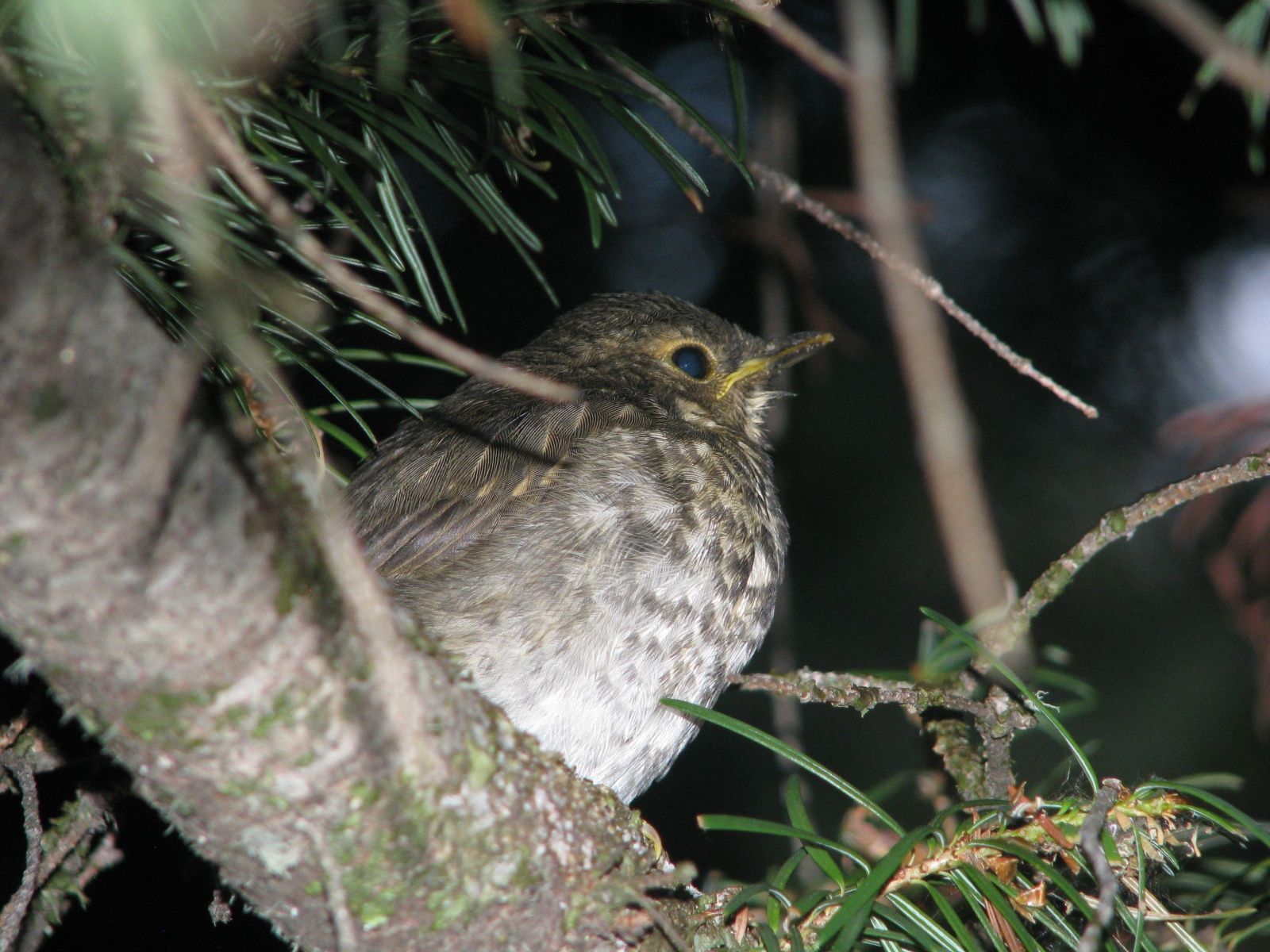 Mama bird...