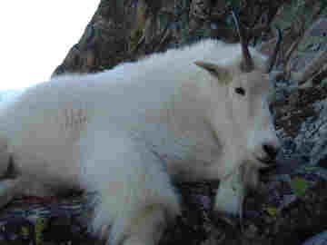 Will's Mountain Goat