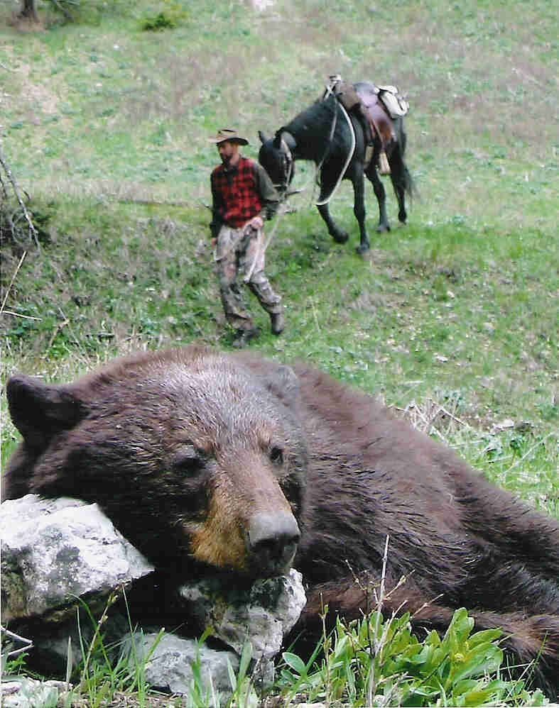 Bear Hunt