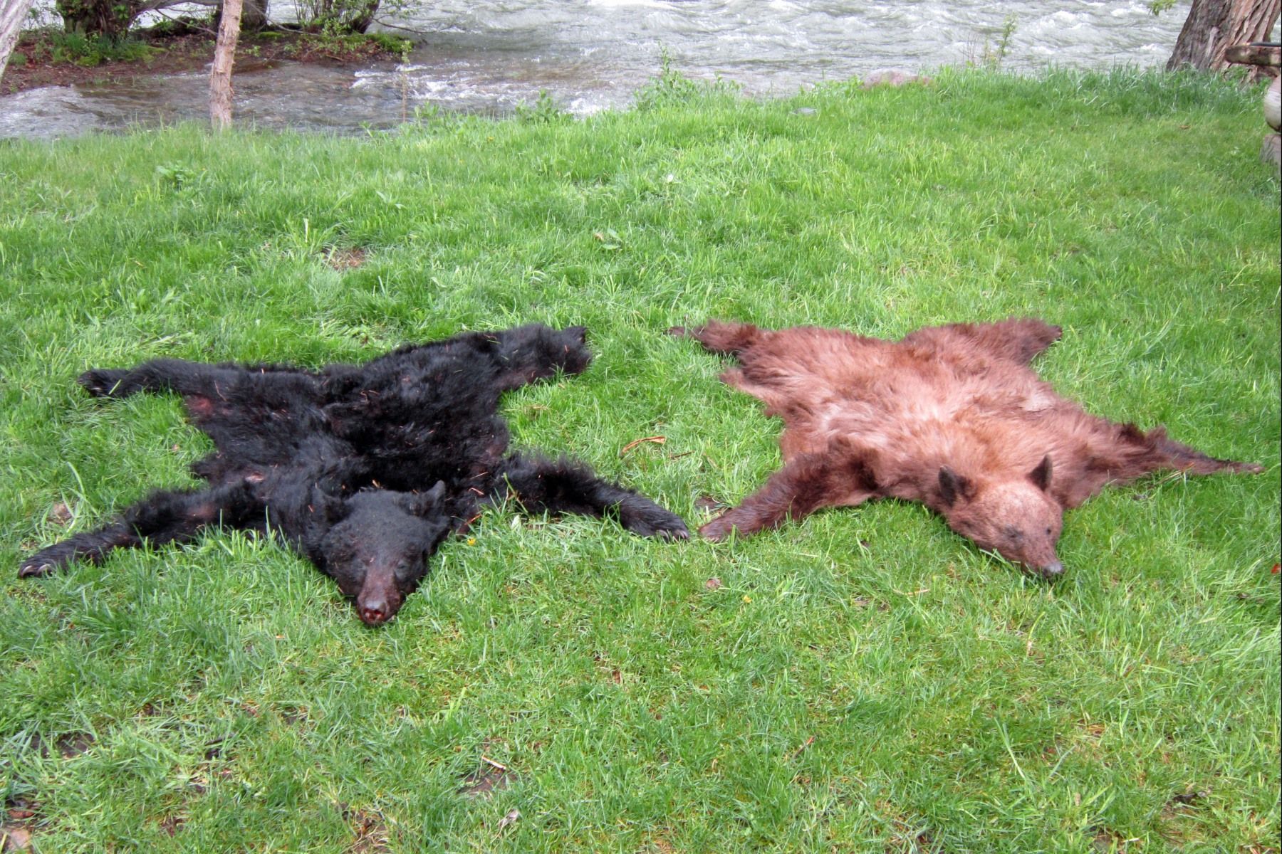 A pair of beautiful bears!