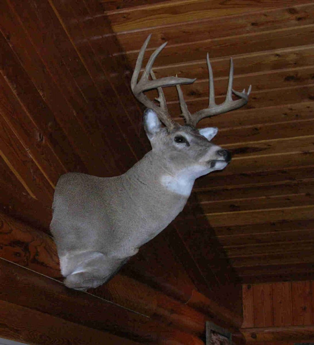 Thanks Wildlife Artistry!