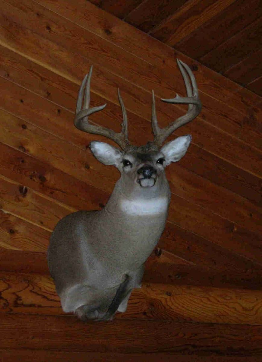 Great job on the mount!