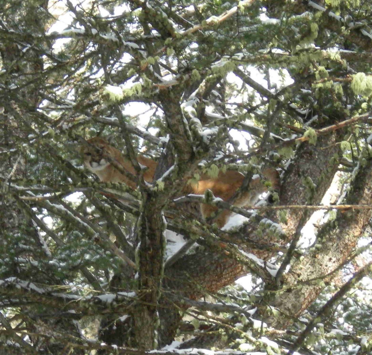Zach's Lion Treed
