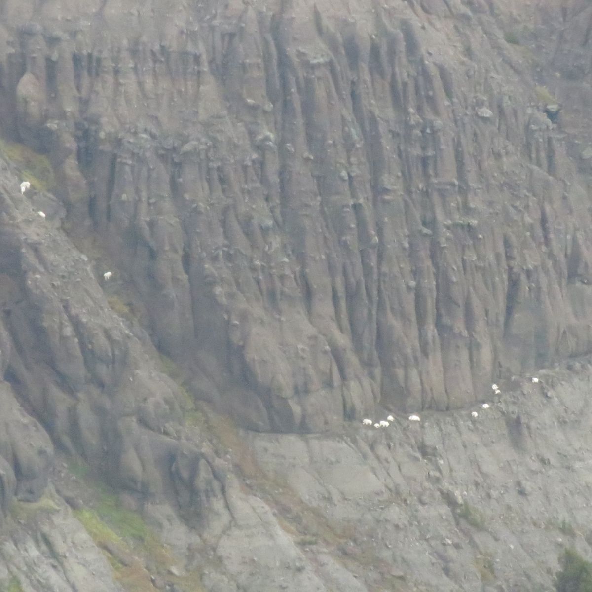 Zach's Goat Hunt