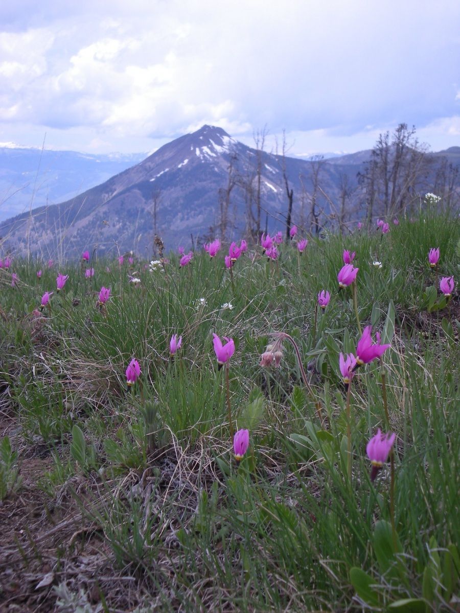 Absaroka Wilderness Photo