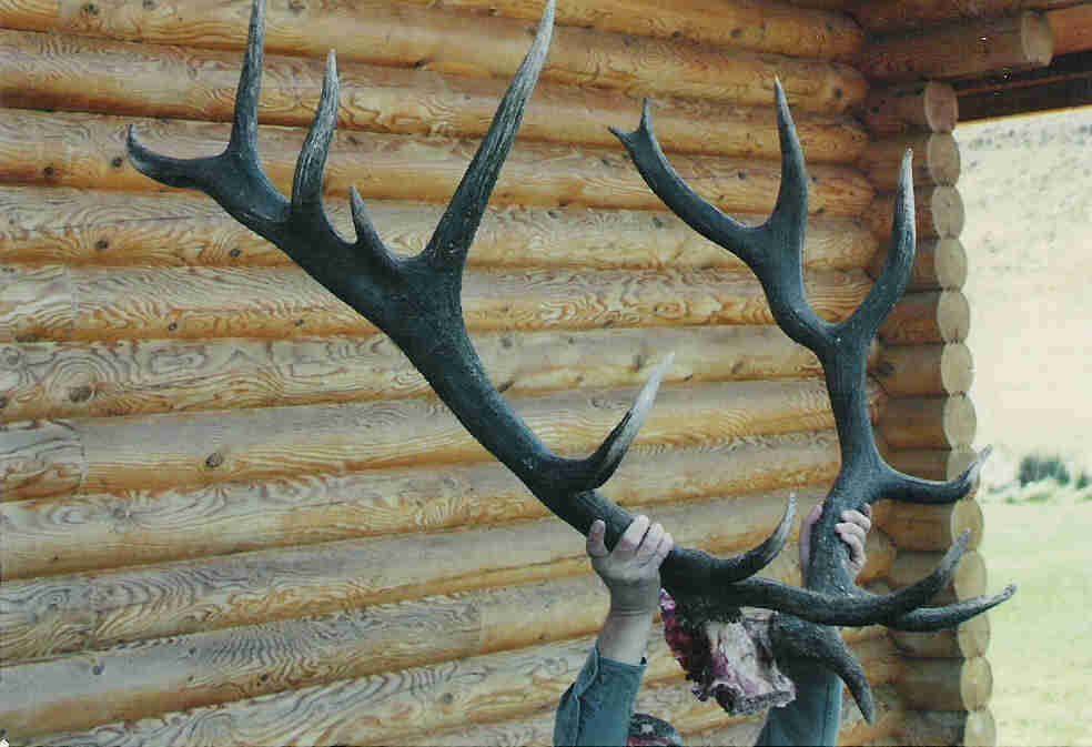 Fred's 7x8 Bull
