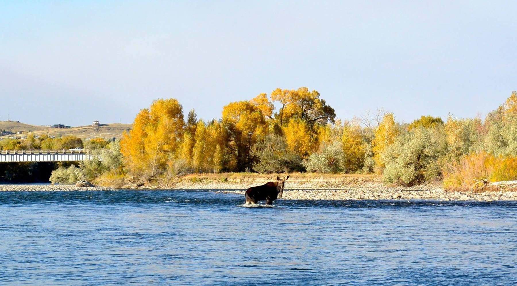 Yellowstone River Gallery Image