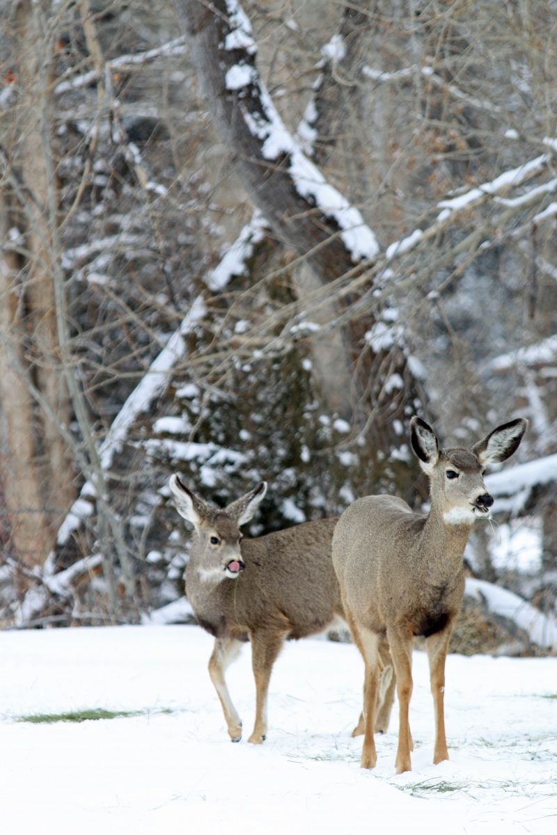 Mule Deer