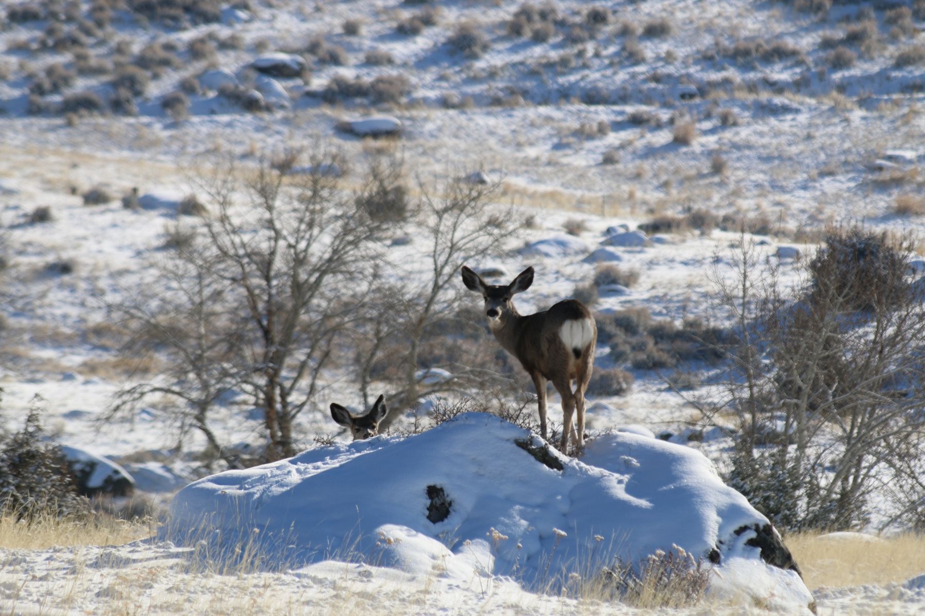 Deer