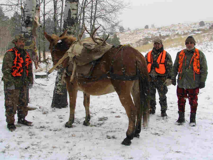 Rifle Elk/Deer Hunts Gallery Image
