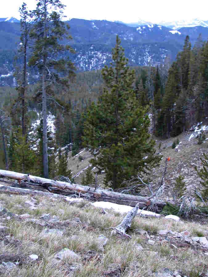 Rifle Elk/Deer Hunts Gallery Image