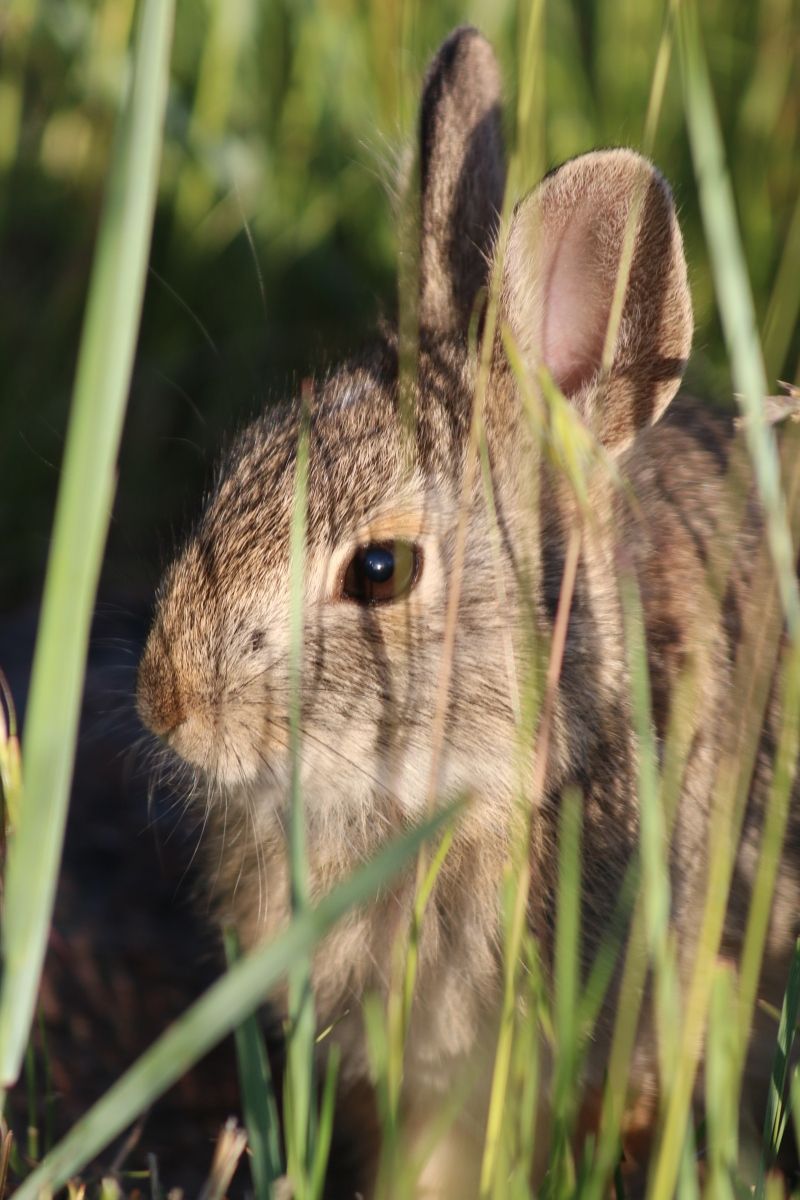 Cottontail