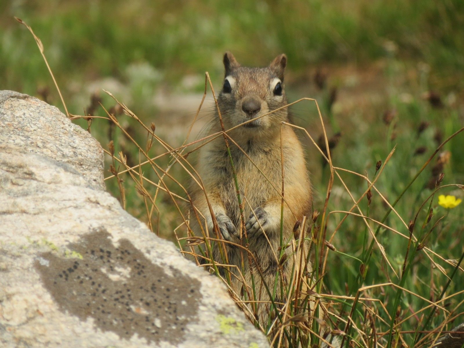 Squirrel