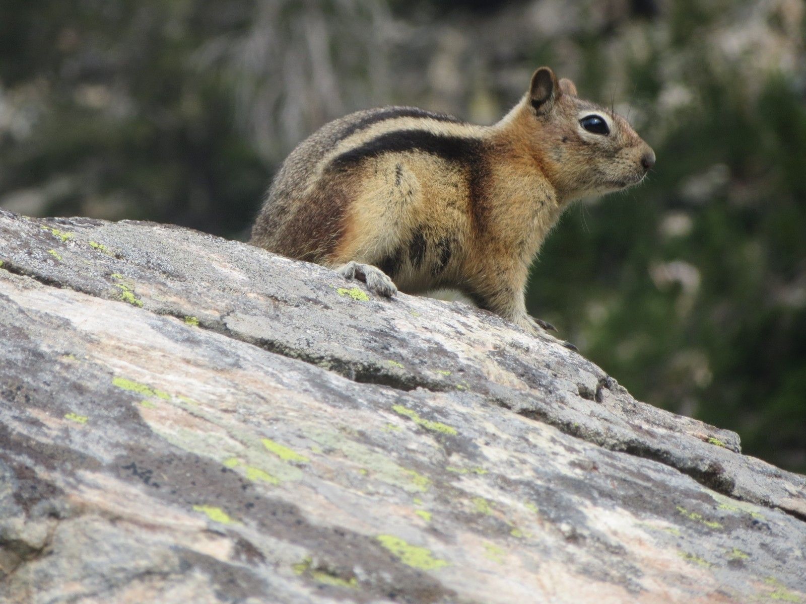 Squirrel