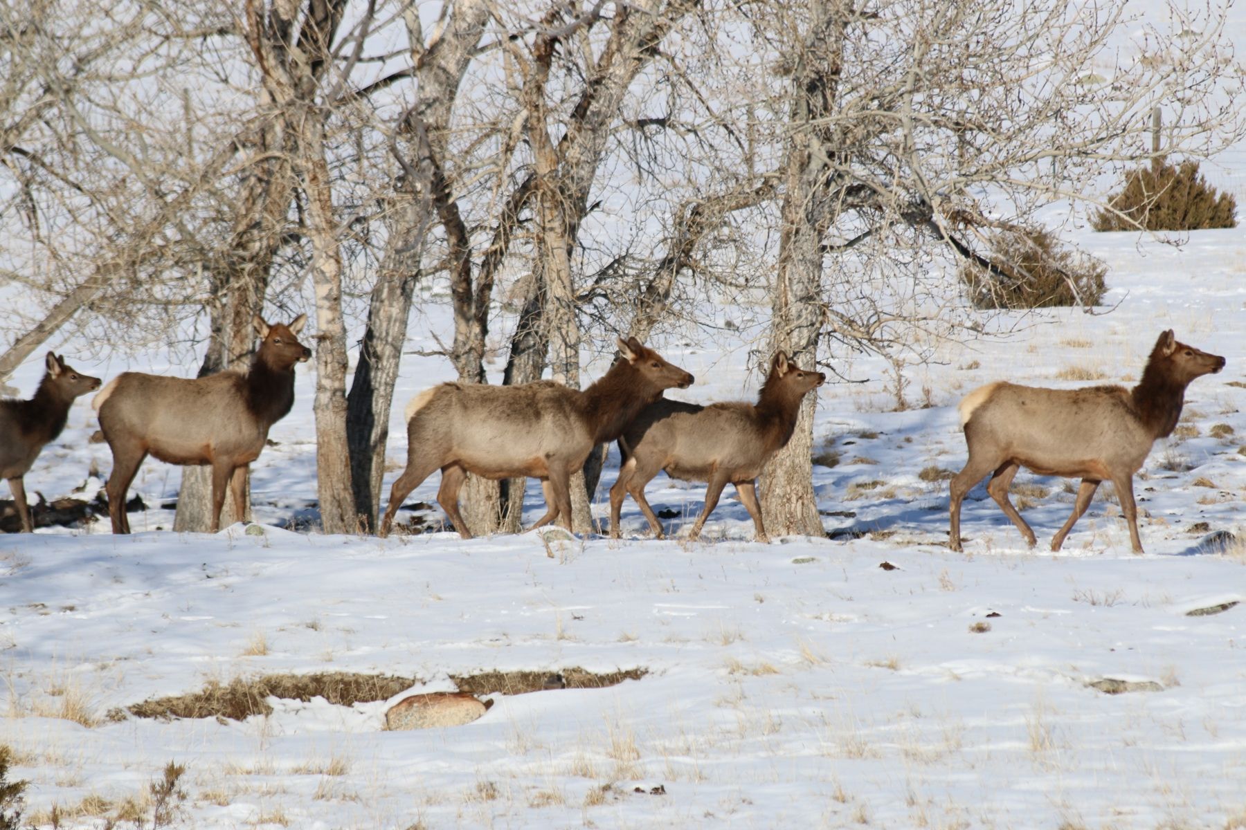 Herd