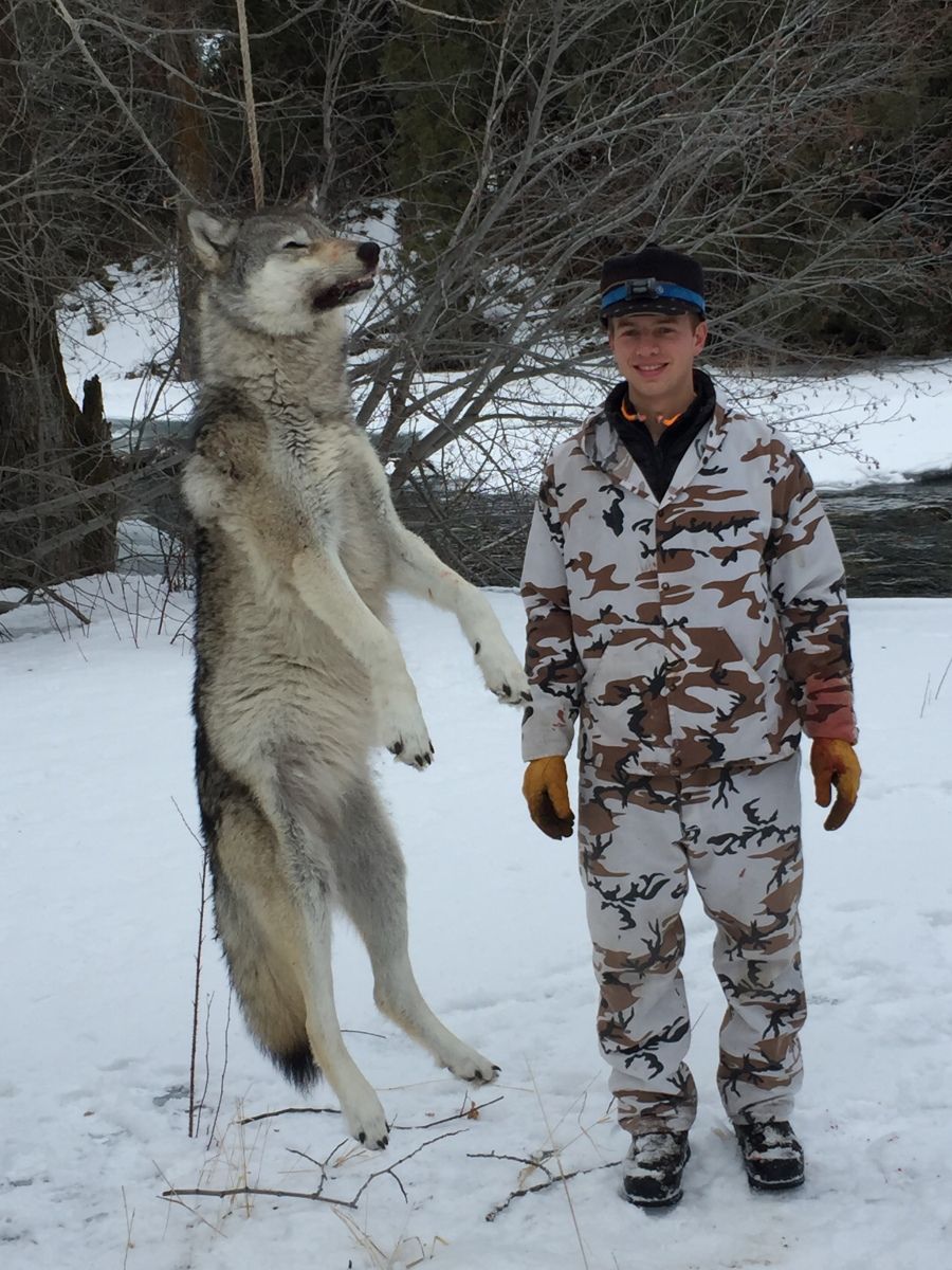 Zane's Wolf!
