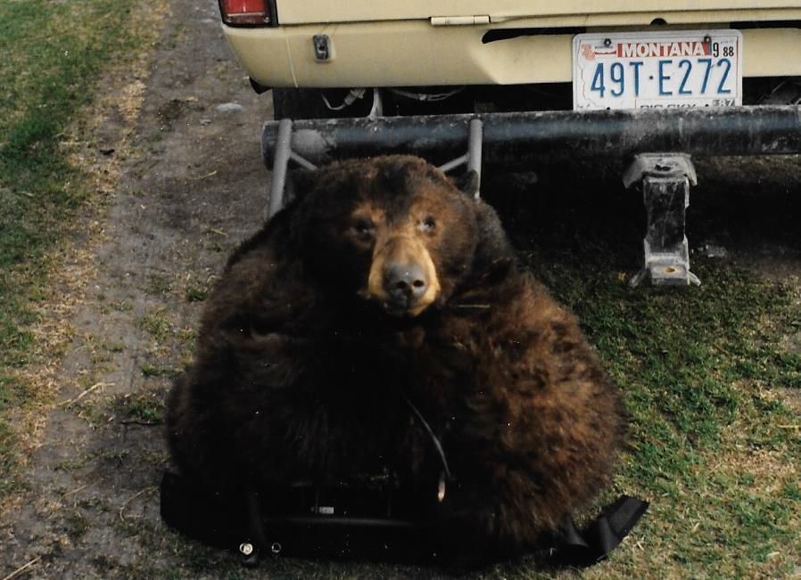 Zimmerman Bear Rug