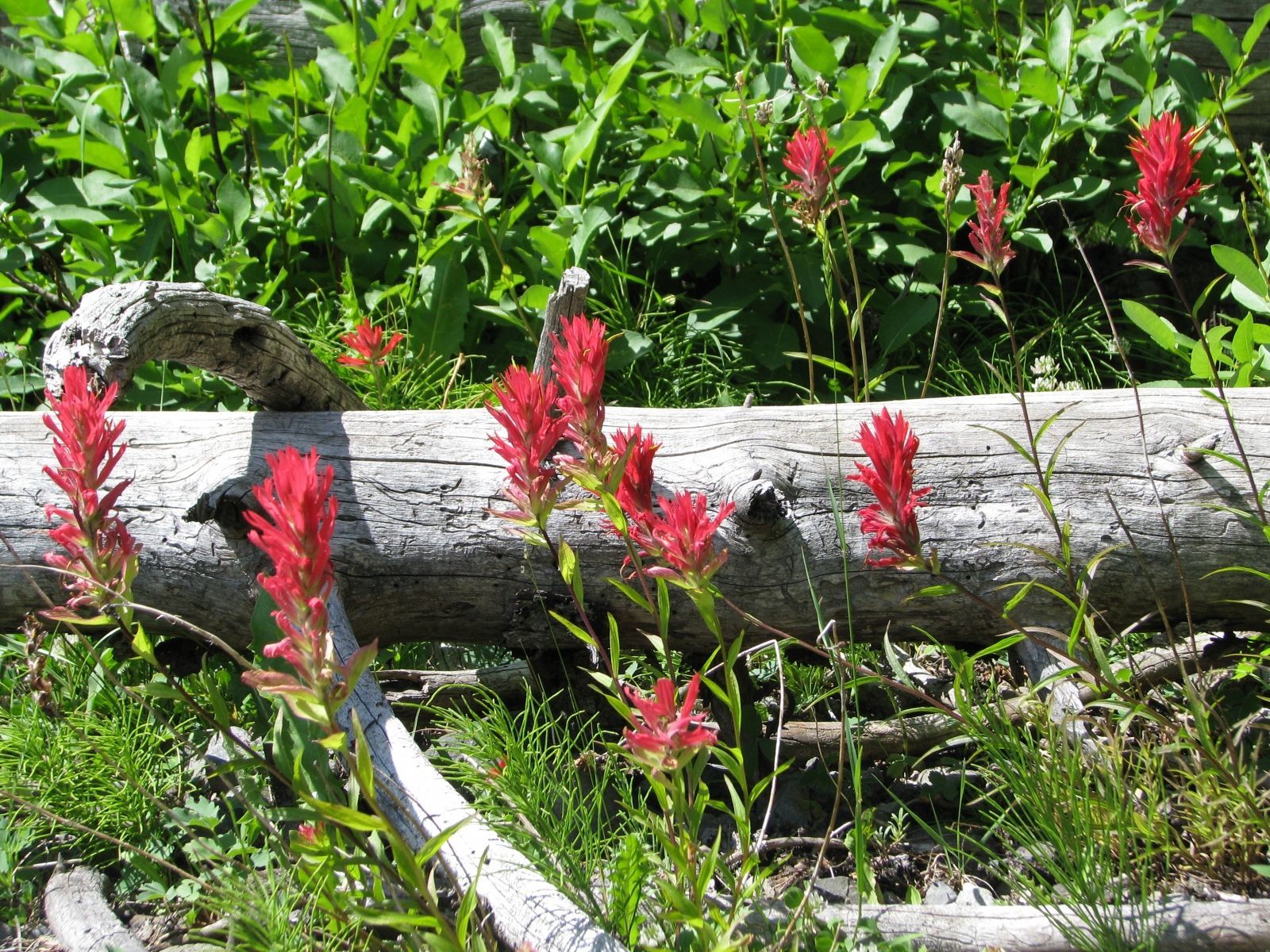 Absaroka Wilderness Photo