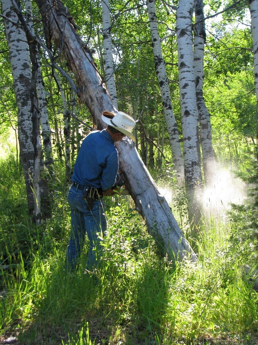 Tree clearing