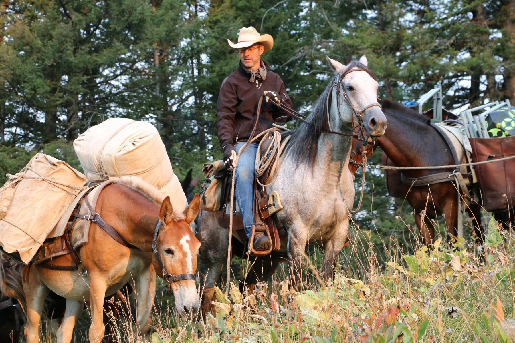 Pack horses