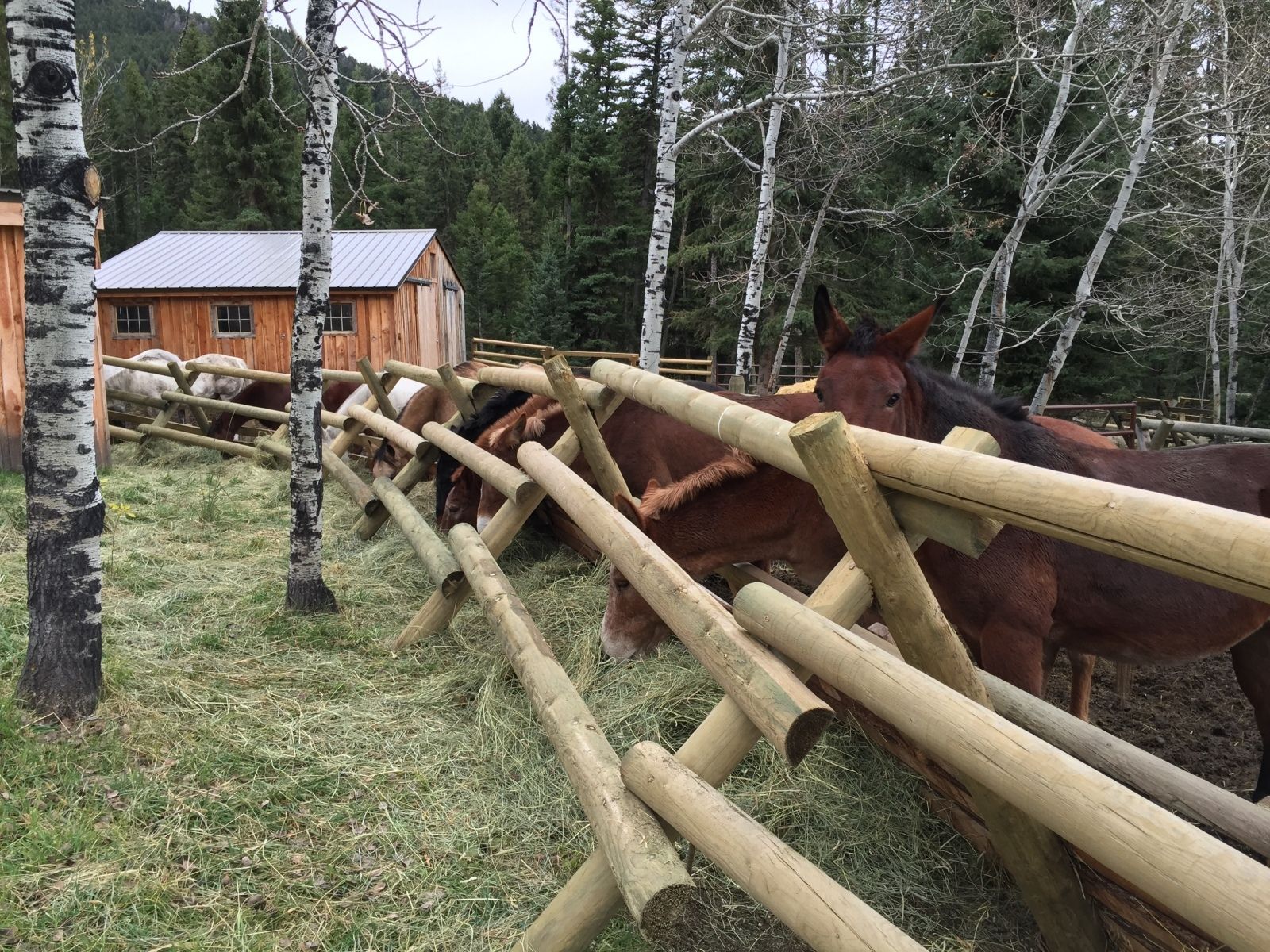 Horses at camp