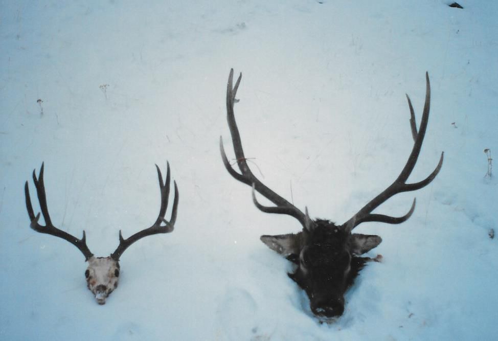 Rifle Elk/Deer Hunts Gallery Image