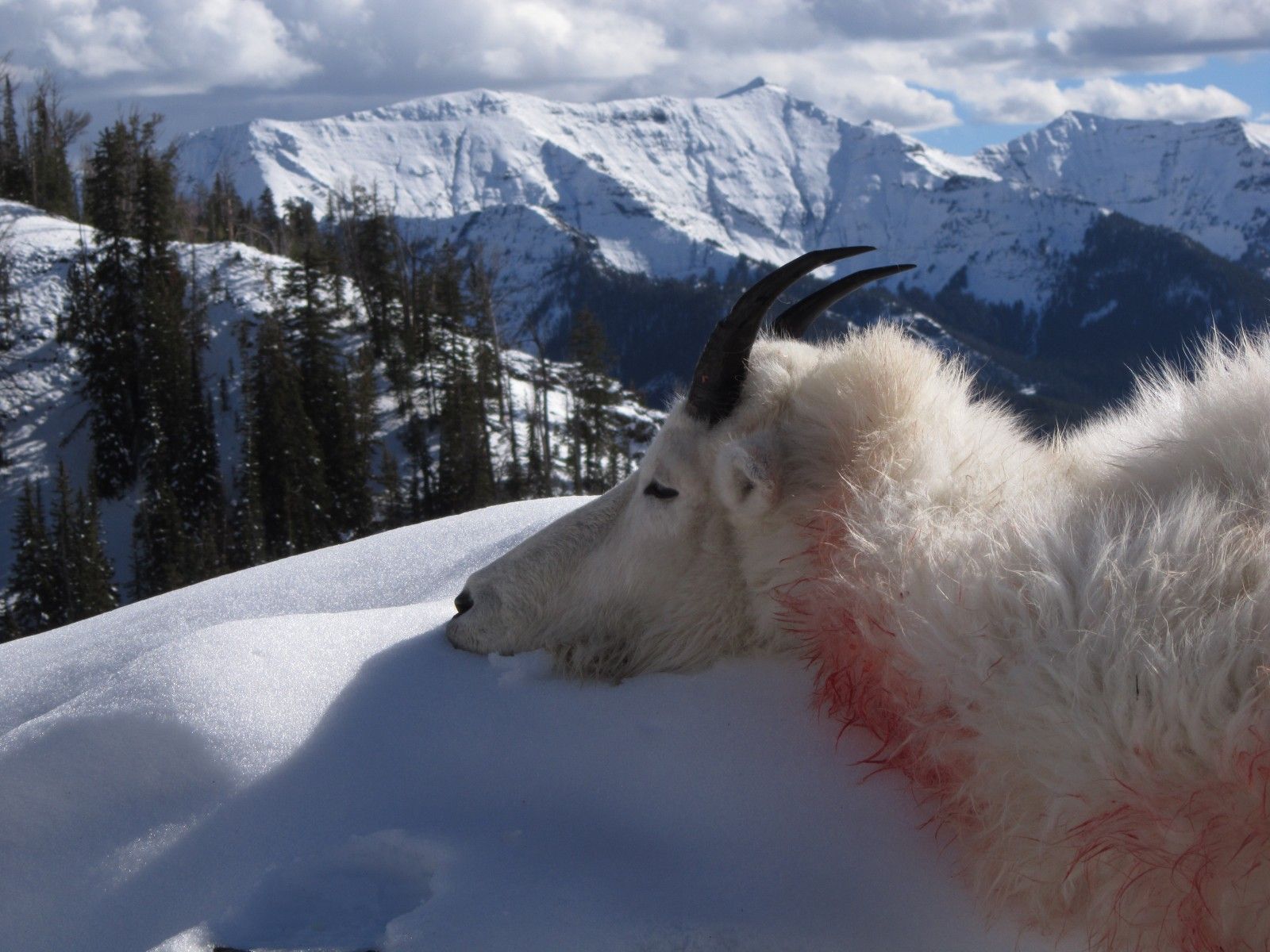 2016 Goat Hunt
