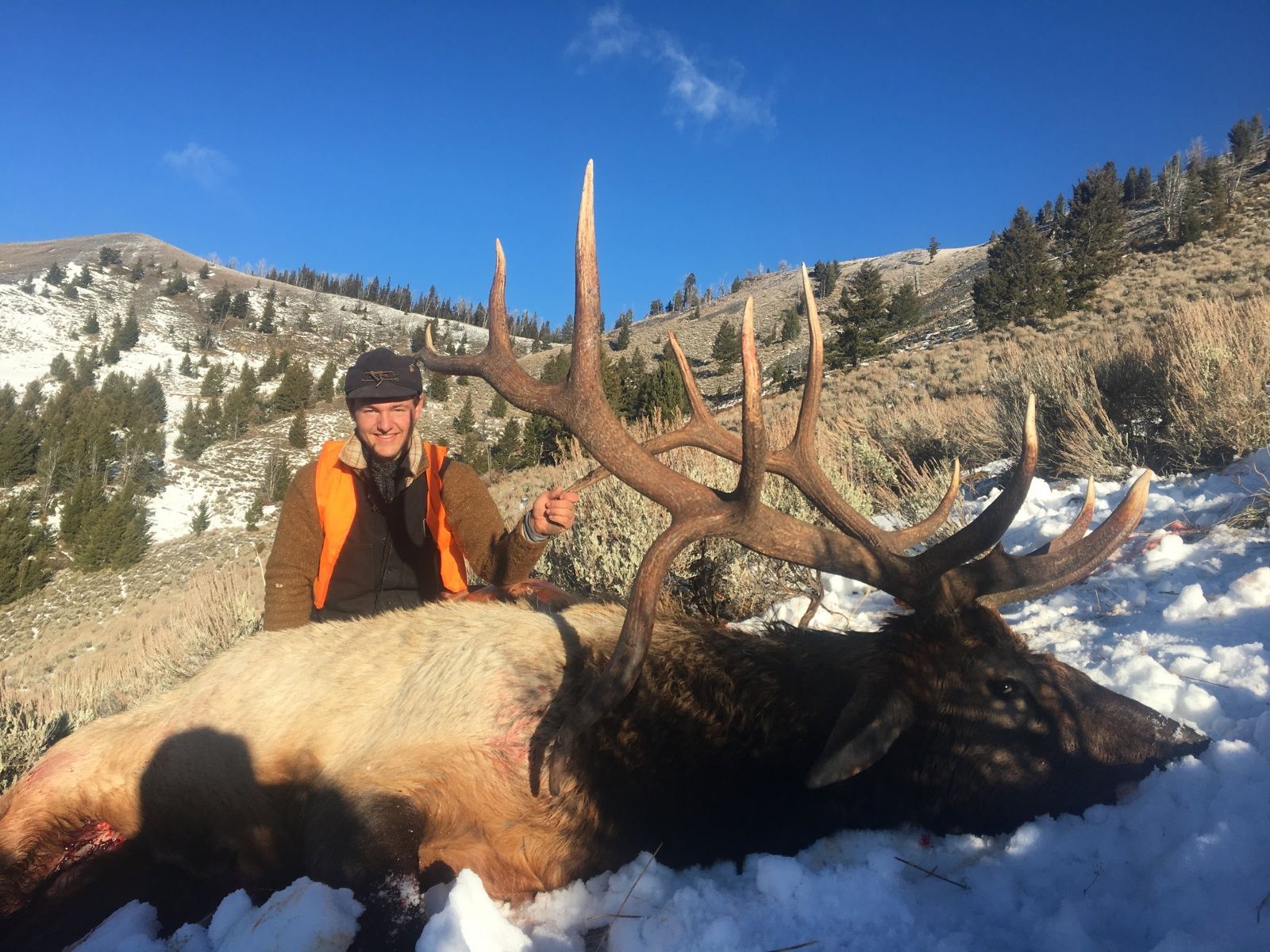 6x9 Drop Tine Bull
