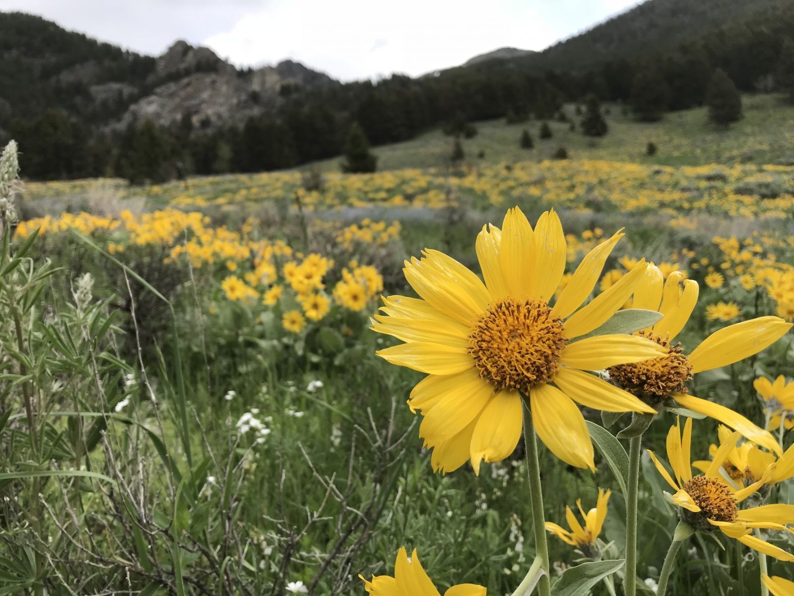 Wildflowers