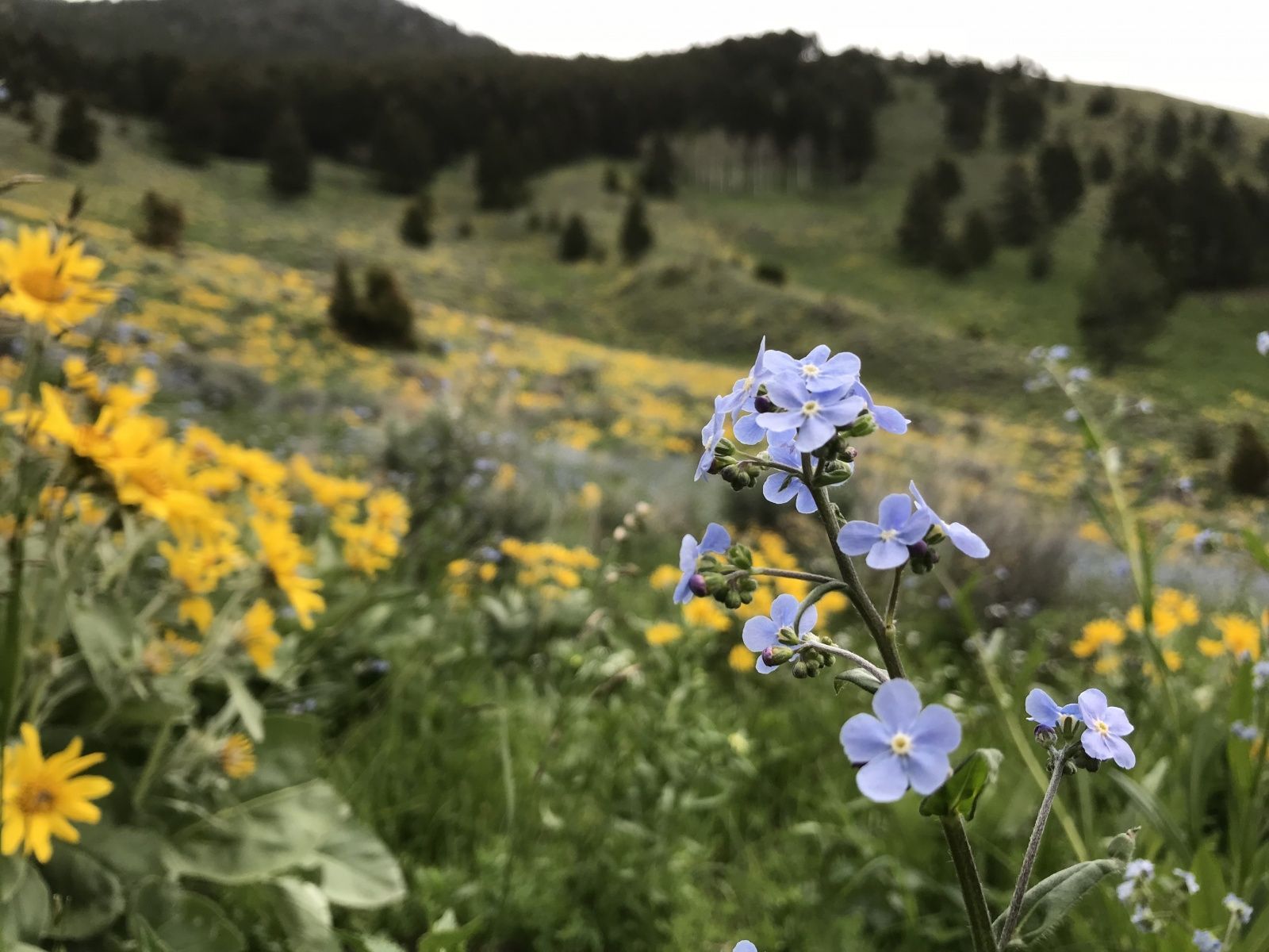Wildflowers