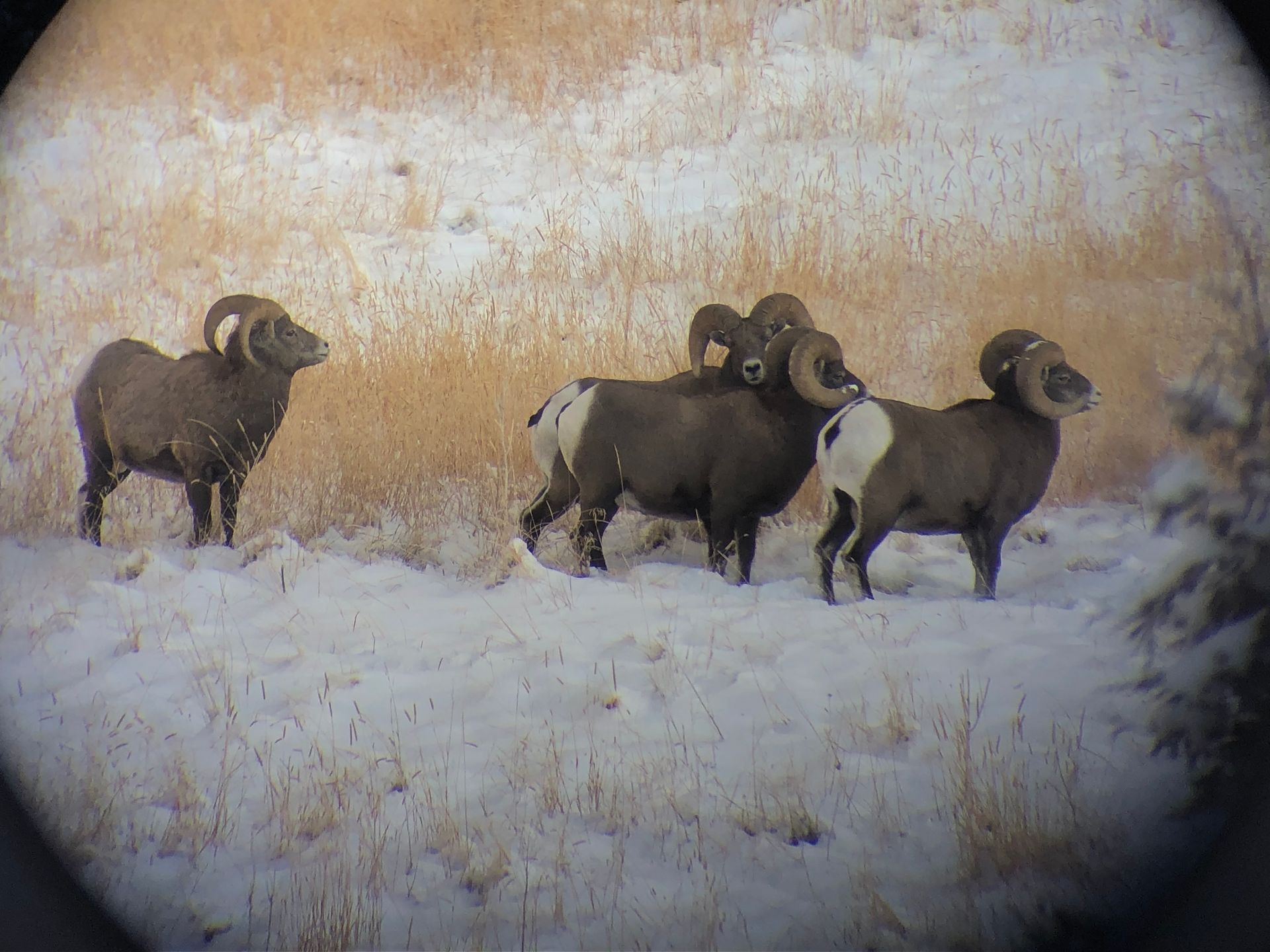 Sightings like this are not uncommon while hunting w/ RSO