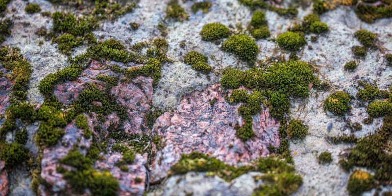 Close-up of moss growing on a stone surface, showcasing patches of green against the gray and pink rock.