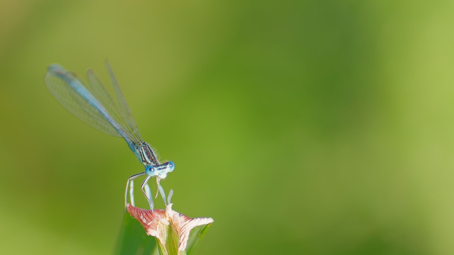 Blue Maiden – Elegance in miniature